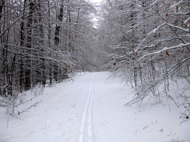 Following my tracks home in the frosty December woods.