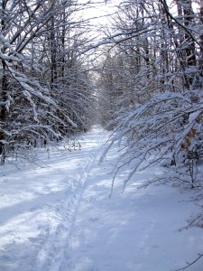 Following my tracks home in the frosty December woods.