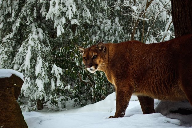 A mountain lion in winter, but not in the Adirondacks.